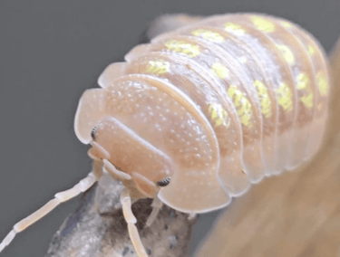 Armadillidium Isopods for sale